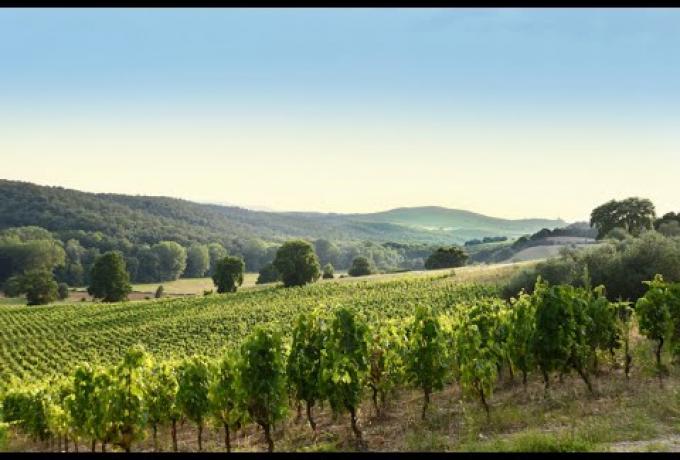 ideas_-_intervista_a_michele_manelli_ad_della_cantina_salcheto.